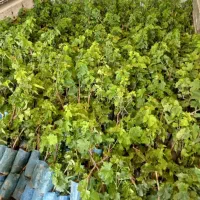 نهالستان بزرگ امیران اولین تولید کننده درتاکستان