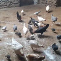 مرغ وخروس