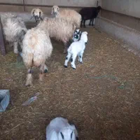 میش بره|حیوانات مزرعه|ایذه, |دیوار