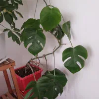 برگ انجیری