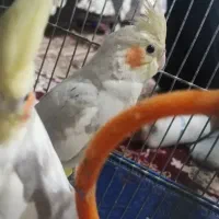 عرول هلندی|پرنده|اردبیل, |دیوار