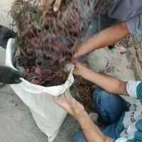 مس و برنج مفتول دم قیچی برنز و ذوبی و ظروف
