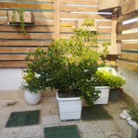 درخت درختچه یاس هلندی