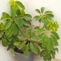 حراج گل های زینتی