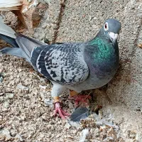 جفت کبوتر پلاکی.|پرنده|خورموج, |دیوار