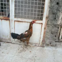 مرغ لاری