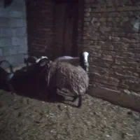 میش شال با بره سبک|حیوانات مزرعه|اردکان, |دیوار