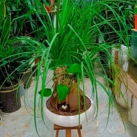 انواع گلای آپارتمانی ، زینتی ، کلکسیونی و خاص