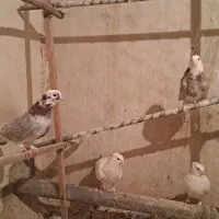 کبوتر|پرنده|قم, باجک دو|دیوار
