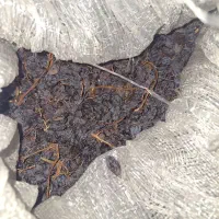 مویز بش آفتاب خشک