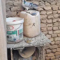 نر ماده پور فروشی|پرنده|نجفآباد, حومه نجف آباد|دیوار