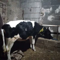 گوساله|حیوانات مزرعه|نیر (اردبیل), |دیوار