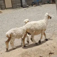 دو جفت میش بره فروشی ،بره ها بزرگ علفخوار رگایی