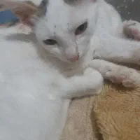 واگذاری رایگان گربه