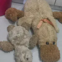 عروسک های زیبا|اسباببازی بچه|بابل, |دیوار