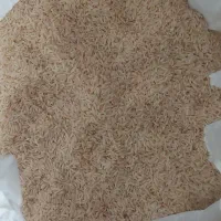 برنج کلات دم سیاه بلندصدری