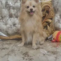 سگ پامر شناسنامه دار و واکسن شده