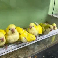 جوجه راهب