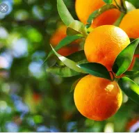 ۳۰۰مترباغچه/دوردیوار/آب و برق وگازسرزمین