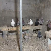 کفتر|پرنده|بافق, |دیوار