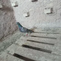 زرهی پلاکی