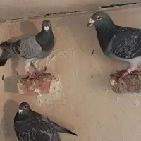 کبوتر دوبر