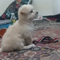 فروش توله شیتزو ۵ ماهه