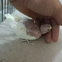 عروس لوتینو سرلاکی چشم شرابی|پرنده|بندر گناوه, |دیوار