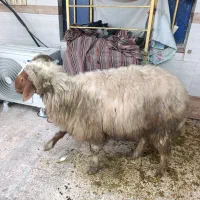 میش نر  گوسفند نر