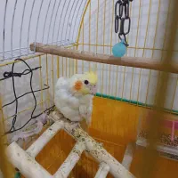 عروس هلندی نژاد لوتینو