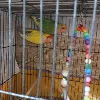 طوطی برزیلی جفت