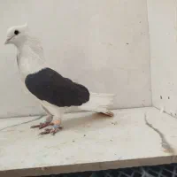 کبوتر|پرنده|اقلید, |دیوار