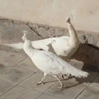 طاووس سفید