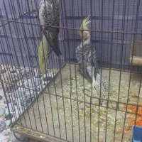 عروس پاریس یا هلندی|پرنده|کارون, |دیوار