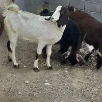 چهار راس بز