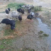 تخم بوقلمون اسنم