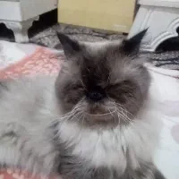 گربه هیمالین اصیل