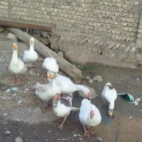 فروش غازمحلی وقوغاز اوکراینی|حیوانات مزرعه|فاضل آباد, |دیوار