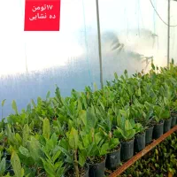 گل زیر قیمت|گل و گیاه طبیعی|بابل, |دیوار