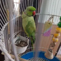 طوطی ملنگو|پرنده|کاشان, فاز ۲ ناجی آباد|دیوار