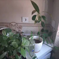 جابجایی پرتوکار بیرجند بندرعباس