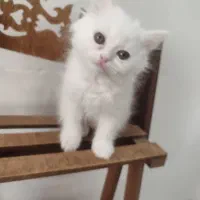 پرشین بریتیش ماده|گربه|ساری, |دیوار