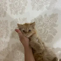 ۳ماهه پرشین|گربه|ارومیه, |دیوار