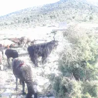 پازن ترکی شاخ انبری