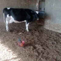 گاو شکم سه با گوساله ماده