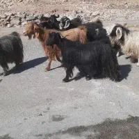 بز ‌‌‌|حیوانات مزرعه|ایوان, |دیوار