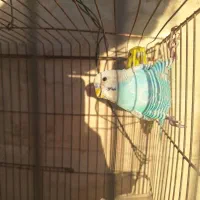 مرغ عشق نر و ماده
