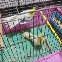 چند جفت عروس پاریس|پرنده|بندر ماهشهر, |دیوار