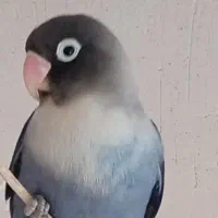 کبوترنر پرشی ،عروس هلندی،کوتوله|پرنده|کاشان, باغ ماجد|دیوار