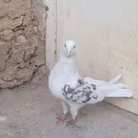 کبوتر پرشی